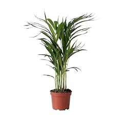 Plant box palme usato  Spedito ovunque in Italia 