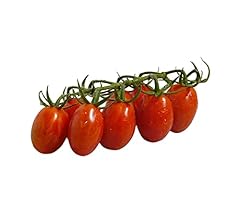 Pomodori datterino bio usato  Spedito ovunque in Italia 