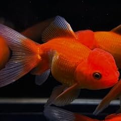 Aquaticheavens red oranda for sale  Delivered anywhere in USA 
