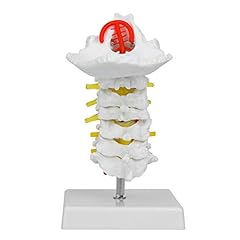 Modell menschlichen halswirbel gebraucht kaufen  Wird an jeden Ort in Deutschland