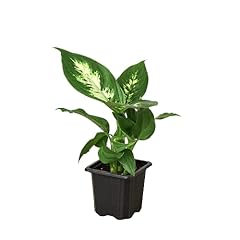 House plant shop for sale  Delivered anywhere in USA 