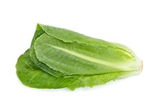 Seed vegetable lettuce for sale  Delivered anywhere in UK