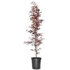 Japanese red maple for sale  Delivered anywhere in USA 