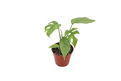 Mini monstera california for sale  Delivered anywhere in USA 