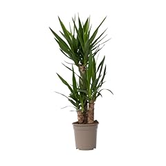 Plant box yucca usato  Spedito ovunque in Italia 