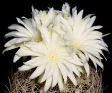 Discocactus araneispinus semi usato  Spedito ovunque in Italia 