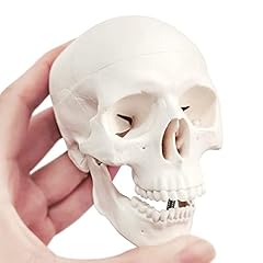 Mini human skull for sale  Delivered anywhere in UK