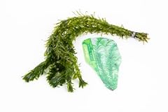Oxygenating weed live for sale  Delivered anywhere in UK