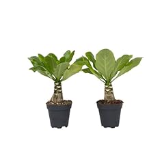 Plant box brighamia d'occasion  Livré partout en Belgiqu