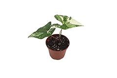 California tropicals syngonium for sale  Delivered anywhere in USA 