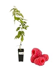 Lampone rosso tayberry usato  Spedito ovunque in Italia 