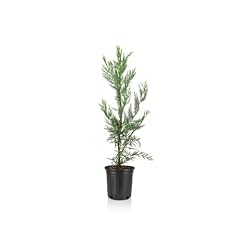 Murray leyland cypress for sale  Delivered anywhere in USA 