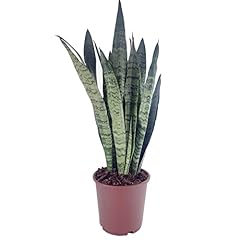Sansevieria zeylanica house for sale  Delivered anywhere in UK