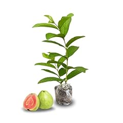 Guava tree live for sale  Delivered anywhere in USA 