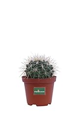 Egarden.store pianta echinocac usato  Spedito ovunque in Italia 