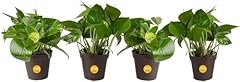 Costa farms live for sale  Delivered anywhere in USA 