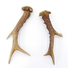 bois cerf cerf d'occasion bois cerf cerf d'occasion Livré partout en France