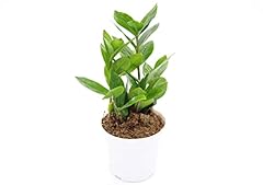 Plant inch tropical for sale  Delivered anywhere in USA 