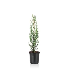 Dwarf italian cypress for sale  Delivered anywhere in USA 