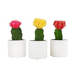Grafted cactus plants for sale  Delivered anywhere in USA 