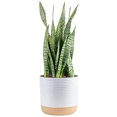 Costa farms premium for sale  Delivered anywhere in USA 