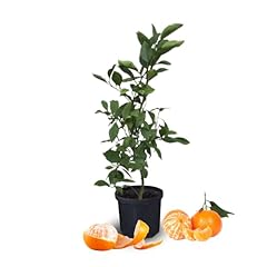 Clementine trees planting for sale  Delivered anywhere in USA 