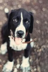 Pitbull lab mix for sale  Delivered anywhere in USA 