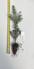 Live plant picea for sale  Delivered anywhere in USA 