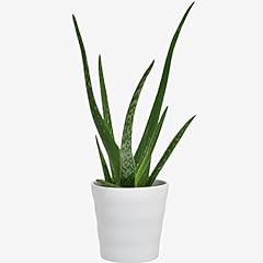 Aloe vera houseplant for sale  Delivered anywhere in Ireland