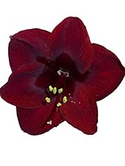 Black pearl amaryllis for sale  Delivered anywhere in USA 