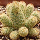 Semi ladyfinger cactus for sale  Delivered anywhere in UK