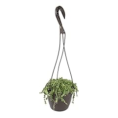 String pearls plant for sale  Delivered anywhere in USA 