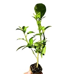 Generic live cestrum for sale  Delivered anywhere in USA 