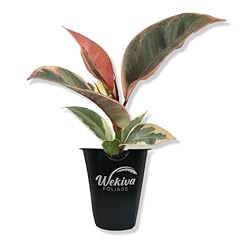 Ficus tineke tree for sale  Delivered anywhere in USA 