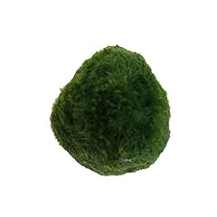 Winbst java moss d'occasion  Livré partout en Belgiqu