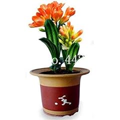 100 pcs clivia for sale  Delivered anywhere in UK