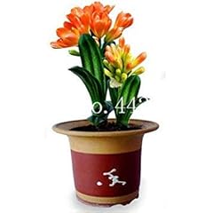 100 pcs clivia for sale  Delivered anywhere in Ireland