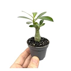 Adenium ansu baobab for sale  Delivered anywhere in UK