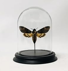 Dôme verre papillon d'occasion  Livré partout en France