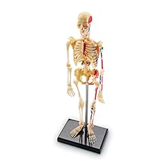 Learning resources skeleton for sale  Delivered anywhere in UK