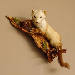 taxidermie chevreuil d'occasion taxidermie chevreuil d'occasion Livré partout en France