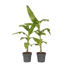 Plant box musa d'occasion  Livré partout en France