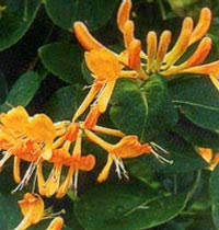 Lonicera henryi copper for sale  Delivered anywhere in UK