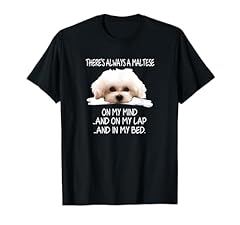 Maltese dog funny for sale  Delivered anywhere in USA 