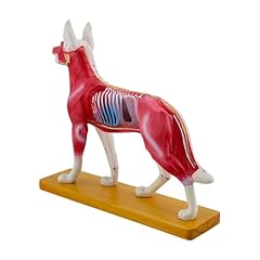 Dog acupuncture model for sale  Delivered anywhere in UK