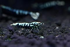 Aquatic black galaxy for sale  Delivered anywhere in USA 