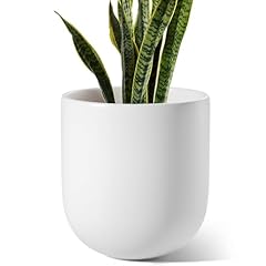 Tauci inch plant for sale  Delivered anywhere in USA 