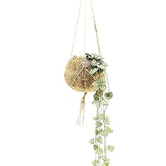 Exotenherz kokodama ceropegia d'occasion  Livré partout en France