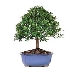 Bonsaioutlet bonsai tree for sale  Delivered anywhere in USA 