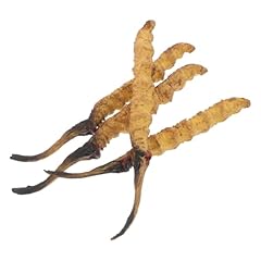 Ibasenice cordyceps modell gebraucht kaufen  Wird an jeden Ort in Deutschland